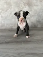 Ralph, a male Boston Terrier for sale in Elkton, KY – 2 of 4