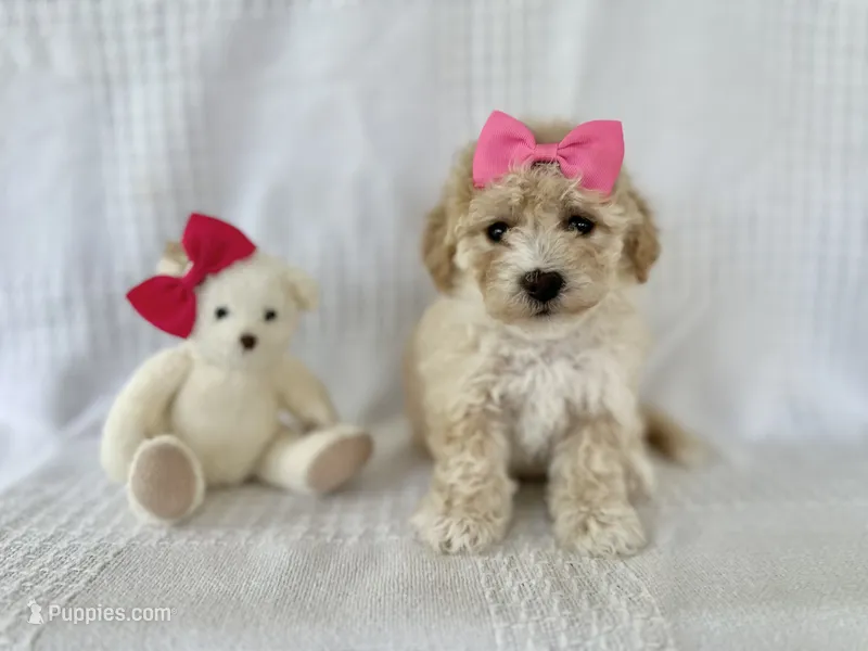 Rosey – Bichpoo puppy for sale in Elkton, KY
