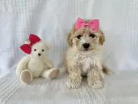 Rosey, a female Bichpoo for sale in Elkton, KY – 1 of 1