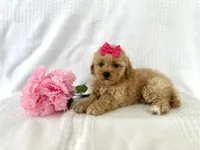 Sally, a female Shihpoo for sale in Elkton, KY – 1 of 1