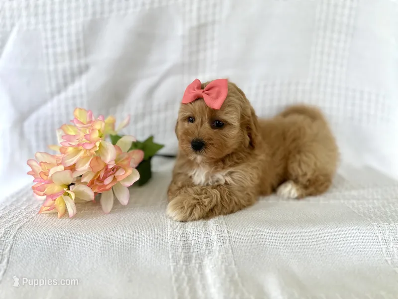 Sweetie  – Shihpoo puppy for sale in Elkton, KY