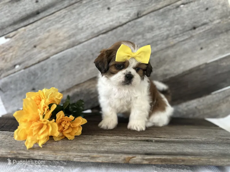 Toby – Shih Tzu puppy for sale in Elkton, KY
