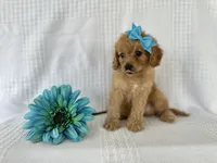 Jared, a male Cavapoo for sale in Elkton, KY – 1 of 1