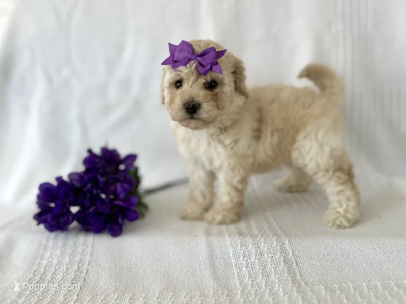 Chloe – Poodle - Toy , Bichpoo puppy for sale in Elkton, KY