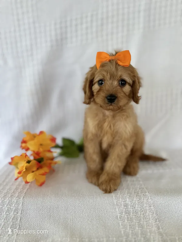 Jayden – Cavapoo puppy for sale in Elkton, KY