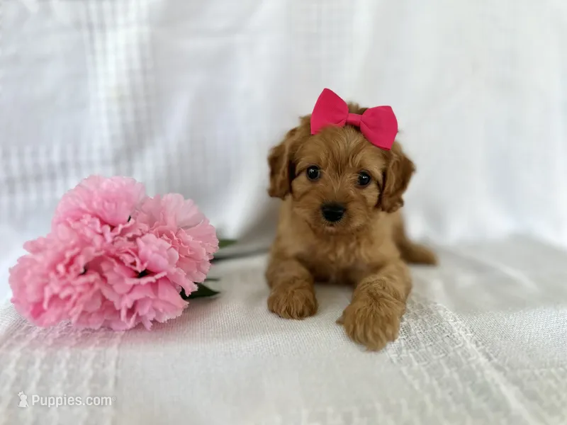 Jenny – Cavapoo puppy for sale in Elkton, KY
