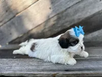 Teddy, a male Shih Tzu for sale in Elkton, KY – 2 of 3