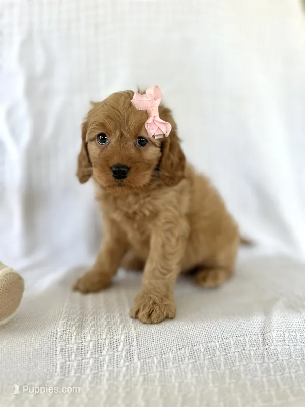 Chloe – Cockapoo puppy for sale in Elkton, KY