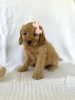 Chloe, a female Cockapoo for sale in Elkton, KY – 1 of 1