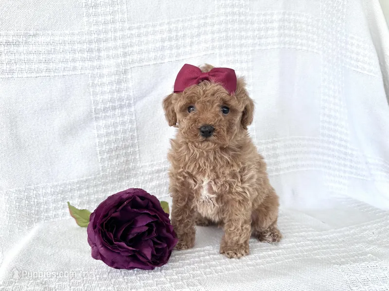 Sparky – Poodle - Toy  puppy for sale in Elkton, KY