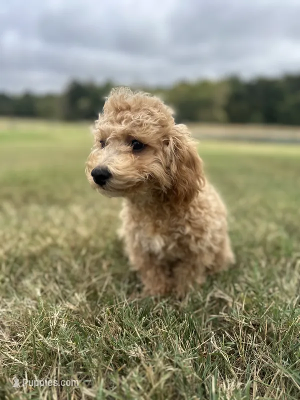 Buttercup – Bichpoo puppy for sale in Elkton, KY