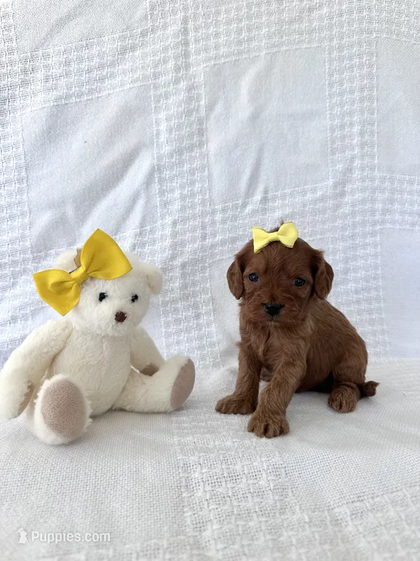 Benny – Cavapoo puppy for sale in Elkton, KY