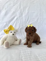 Benny, a male Cavapoo for sale in Elkton, KY – 1 of 1