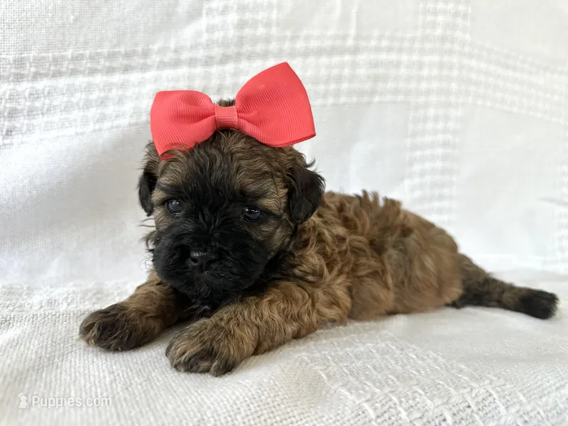 Cinnamon  – Shihpoo puppy for sale in Elkton, KY