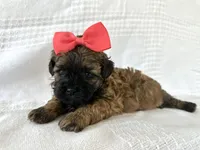 Cinnamon , a female Shihpoo for sale in Elkton, KY – 2 of 2