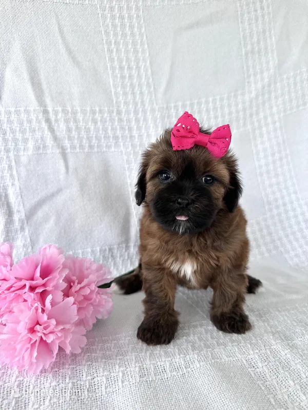 Cinnamon  – Shihpoo puppy for sale in Elkton, KY