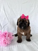 Cinnamon , a female Shihpoo for sale in Elkton, KY – 1 of 2