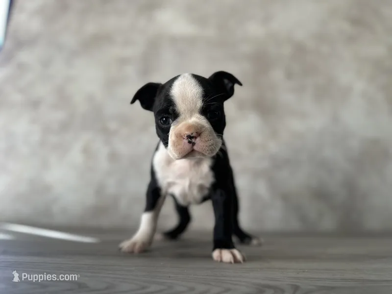 Roxy – Boston Terrier puppy for sale in Elkton, KY