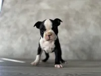 Roxy, a female Boston Terrier for sale in Elkton, KY – 1 of 5