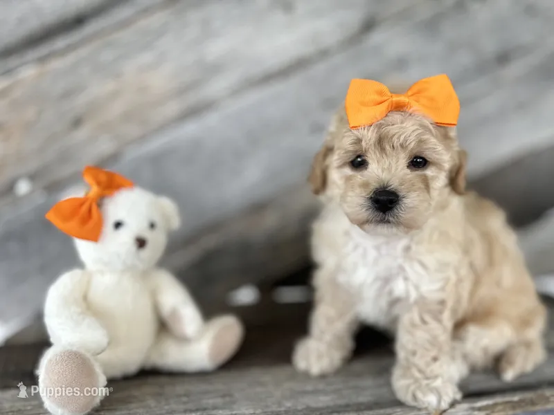 Rich – Bichpoo puppy for sale in Elkton, KY