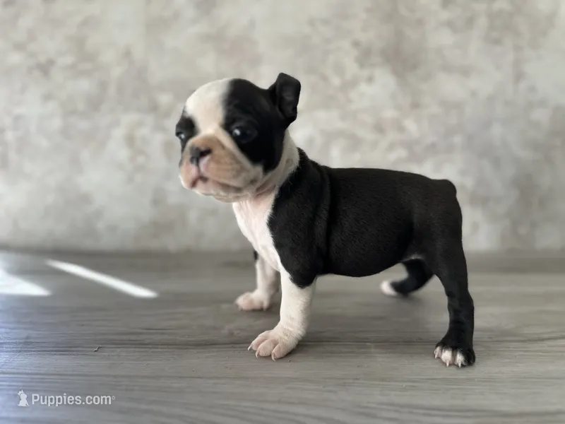 Riley – Boston Terrier puppy for sale in Elkton, KY