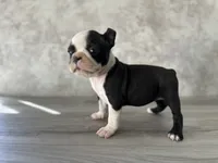 Riley, a female Boston Terrier for sale in Elkton, KY – 1 of 5