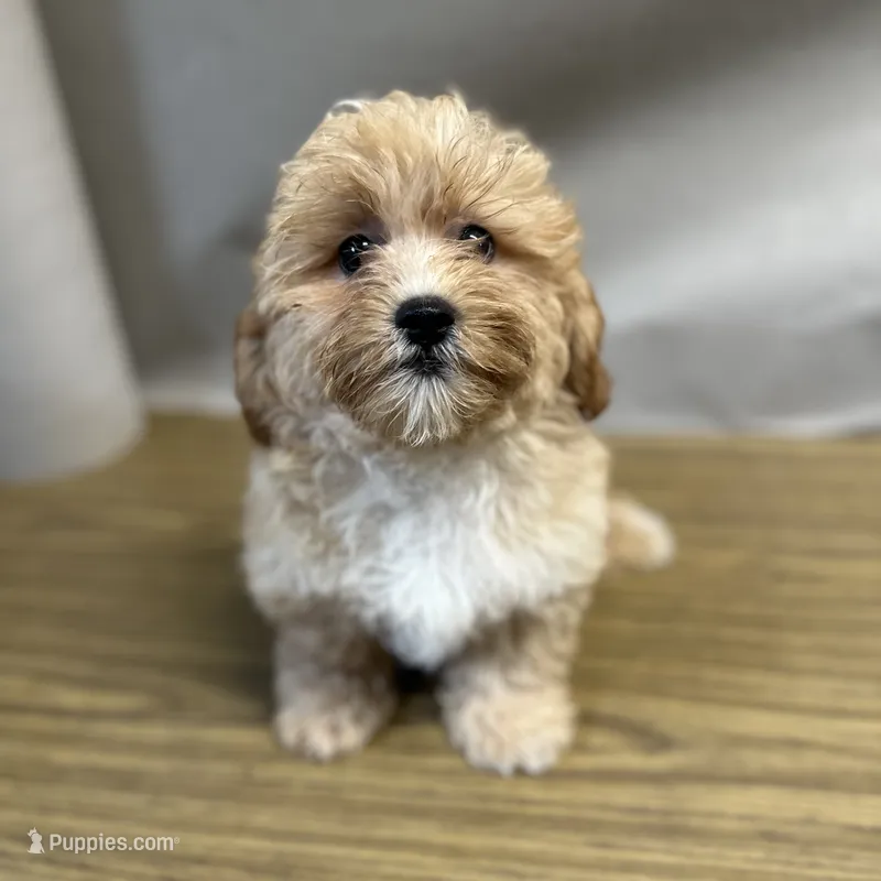 Sammy – Shihpoo puppy for sale in Elkton, KY