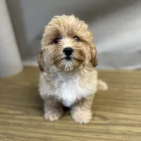 Sammy, a male Shihpoo for sale in Elkton, KY – 1 of 2