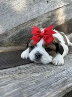 Toby, a male Shih Tzu for sale in Elkton, KY – 3 of 3