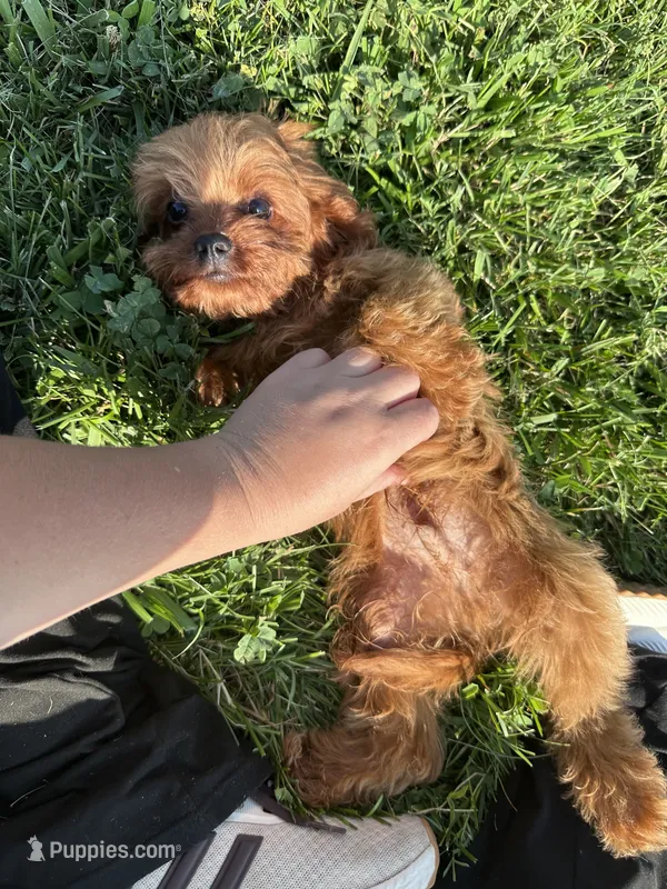 Sheldon – Cavapoo puppy for sale in Elkton, KY