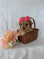 Shannon , a female Cavalier King Charles Spaniel and Poodle - Toy  for sale in Elkton, KY – 1 of 1