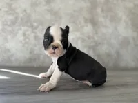 Riley, a female Boston Terrier for sale in Elkton, KY – 2 of 5