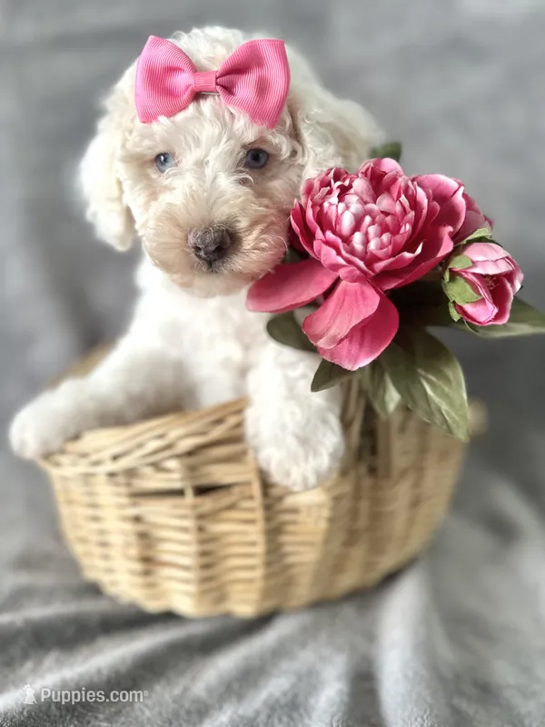 Coconut – Cockapoo puppy for sale in Elkton, KY