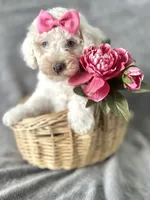 Coconut, a female Cockapoo for sale in Elkton, KY – 1 of 1