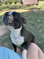 Ralph, a male Boston Terrier for sale in Elkton, KY – 4 of 4