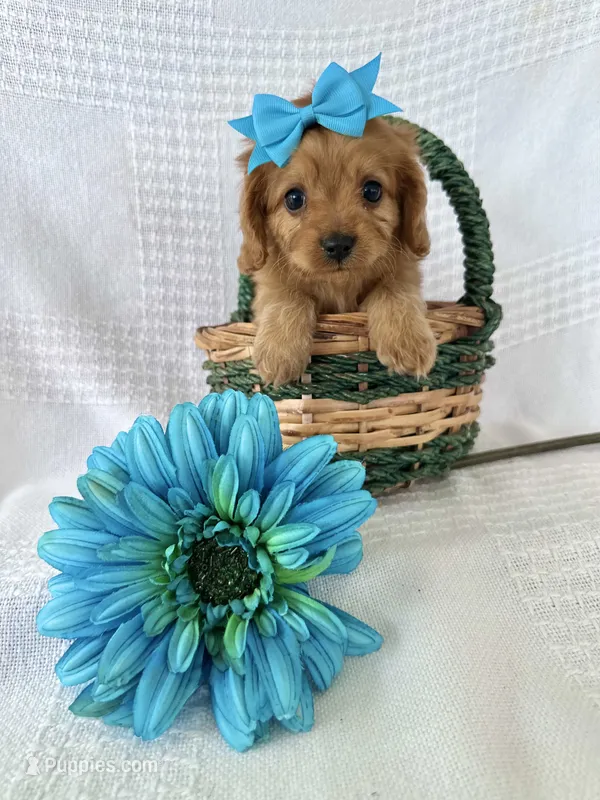 Sawyer – Cavalier King Charles Spaniel, Poodle - Toy  puppy for sale in Elkton, KY