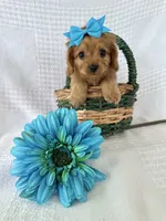 Sawyer, a male Cavalier King Charles Spaniel and Poodle - Toy  for sale in Elkton, KY – 1 of 1