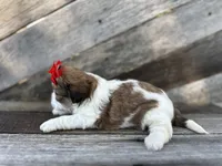Toby, a male Shih Tzu for sale in Elkton, KY – 2 of 3