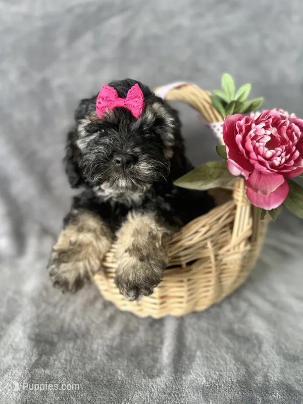 Twix – Cockapoo puppy for sale in Elkton, KY