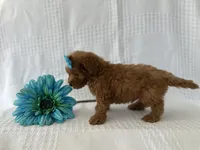 Tucker, a male Poodle - Toy  for sale in Elkton, KY – 2 of 4