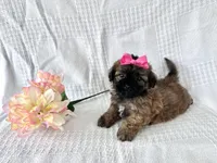 Candy , a female Shih Tzu and Poodle - Toy  for sale in Elkton, KY – Photo 1 of 2