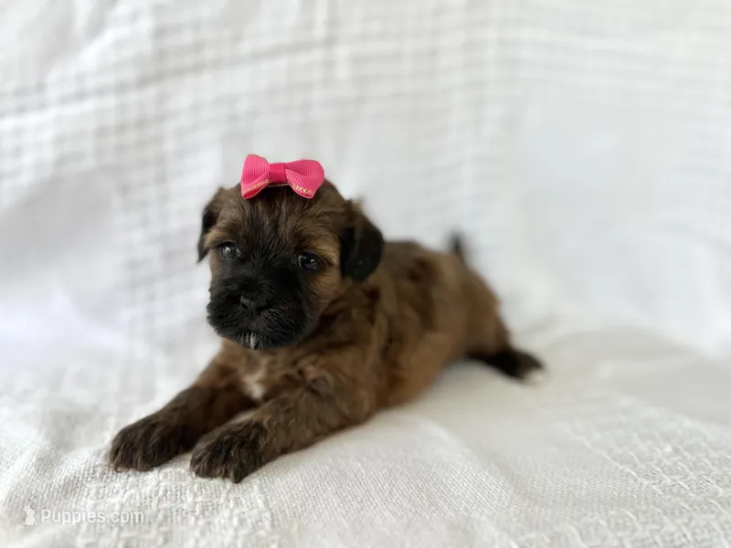 Candy  – Shihpoo puppy for sale in Elkton, KY