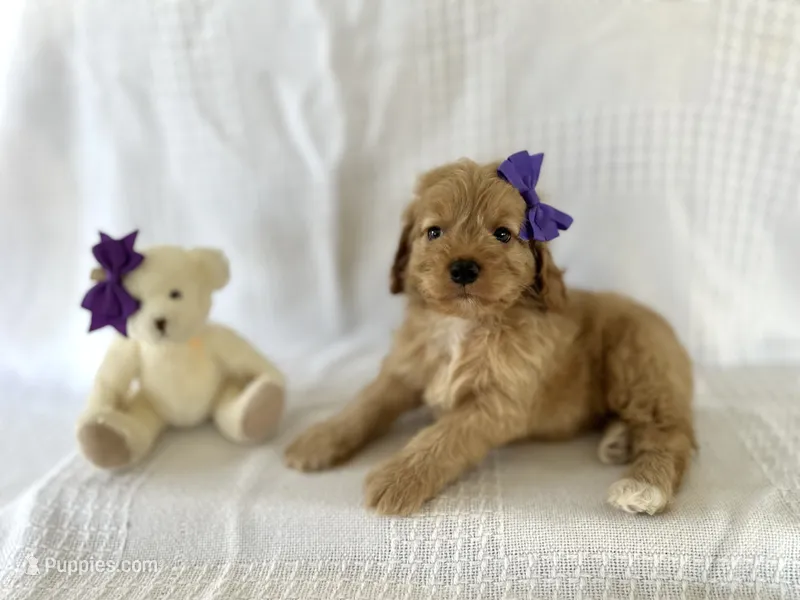 Cash – Cockapoo puppy for sale in Elkton, KY