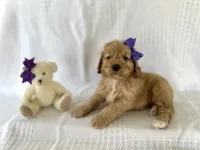 Cash, a male Cockapoo for sale in Elkton, KY – 1 of 1