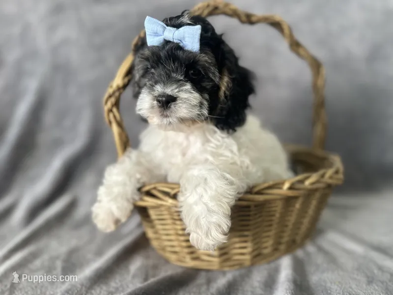 Oreo – Cockapoo puppy for sale in Elkton, KY