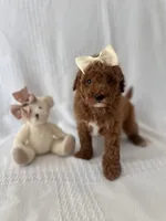 Max, a male Poodle - Toy  for sale in Elkton, KY – 1 of 1