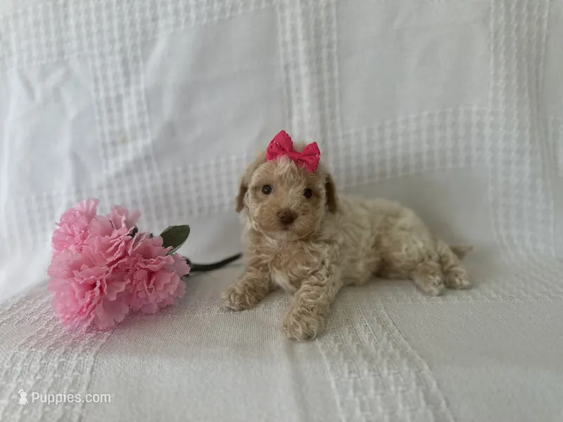 Callie – Poodle - Toy , Bichpoo puppy for sale in Elkton, KY