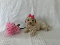 Callie, a female Poodle - Toy  and Bichpoo for sale in Elkton, KY – 1 of 1