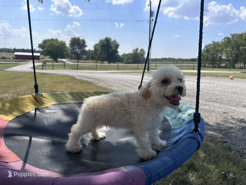 Reese – Bichpoo puppy for sale in Elkton, KY