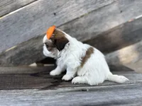 Tate, a male Shih Tzu for sale in Elkton, KY – 3 of 3